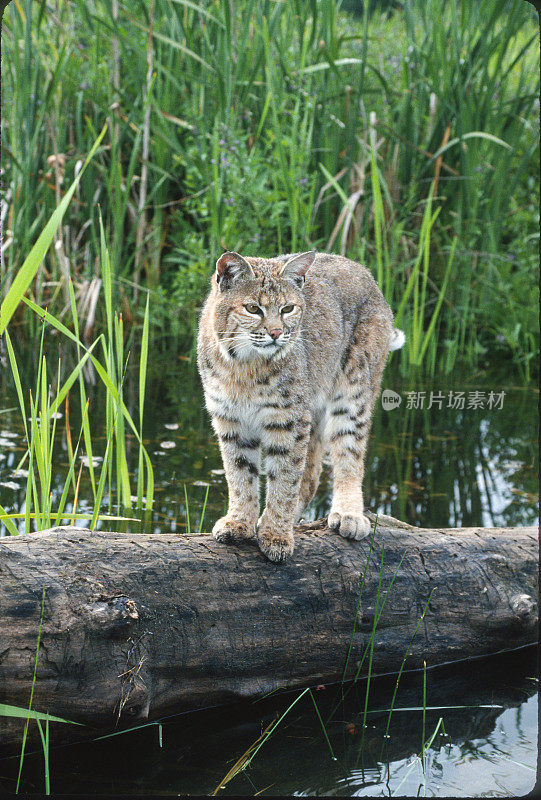 山猫(Lynx rufus)，也被称为红山猫，是一种中型猫，原产于北美。它的分布范围从加拿大南部到美国大部分地区，再到墨西哥的瓦哈卡州。蒙大拿东冰川。站在水里的圆木上。